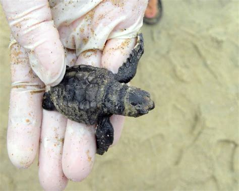 Loggerhead Sea Turtle Hatchlings 的图像结果