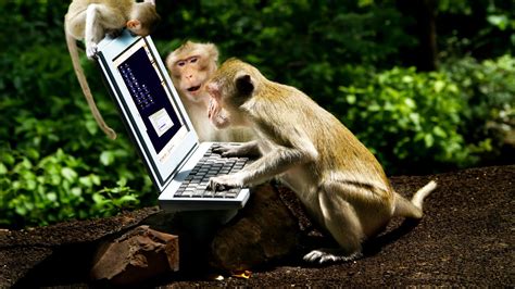 Download wallpaper fun, Animal, Computer, Monkeys, Laptop, section ...