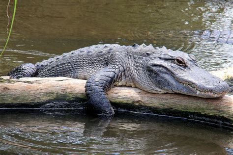 Louisiana Wildlife Guide: 15 Amazing Animals You Can Spot in the ...