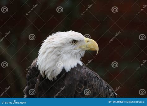 The American Bald Eagle stock photo. Image of leucocephalus - 121516828