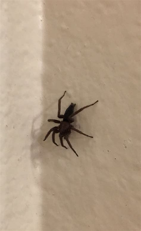 Scotophaeus blackwalli (Mouse Spider) in Vancouver, Washington United States