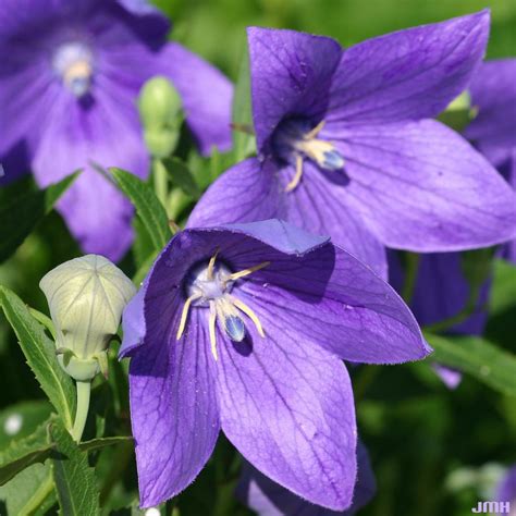 Fun Facts About Balloon Flowers at Harry Christison blog