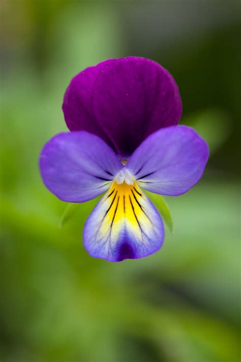 Buy Flower Seeds, Vegetable Seeds, Plants, Hanging Baskets | Chiltern Seeds
