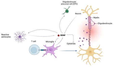 The Role of BDNF in Multiple Sclerosis Neuroinflammation