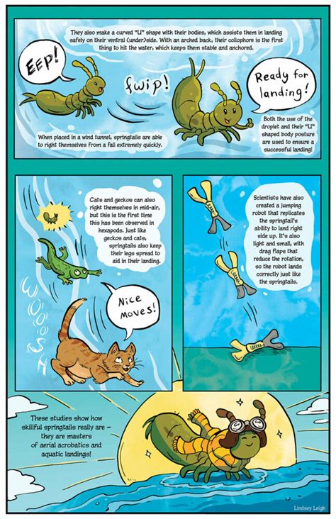 Image result for Springtail Jump