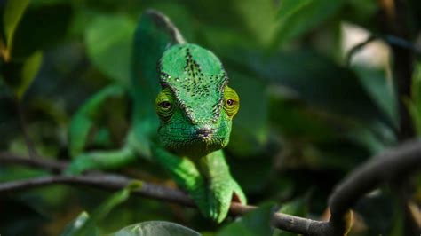 Wallpaper chameleon, branch, animal, green hd, picture, image