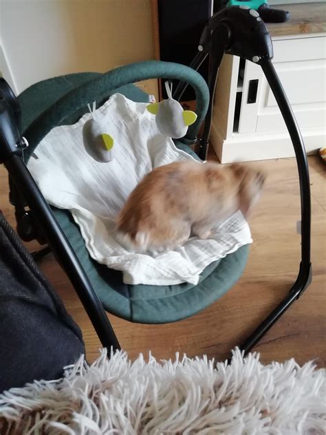 what do you mean, this is only for the tiny human and not for bunnies ...