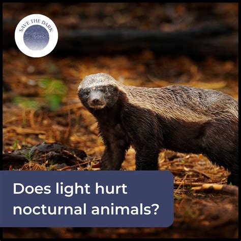 The Hidden Cost: How Artificial Light Affects Nocturnal Animals