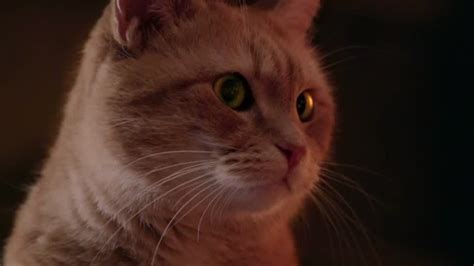【小海】几分钟速看喜剧电影《流浪猫鲍勃》：养一只猫竟然可以改变命运_电影相关_电影_bilibili_哔哩哔哩