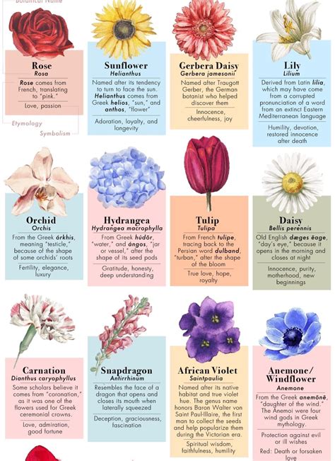 Pin on flowers in 2024 | Flower meanings, Flower meanings chart, Flower ...
