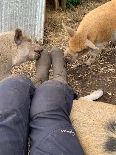 From Matt, amongst the pigs – Genus Gardenwear