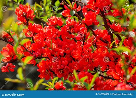 Blossoming Chaenomeles Flowering Quince, Japanese Quince, a Genus of ...