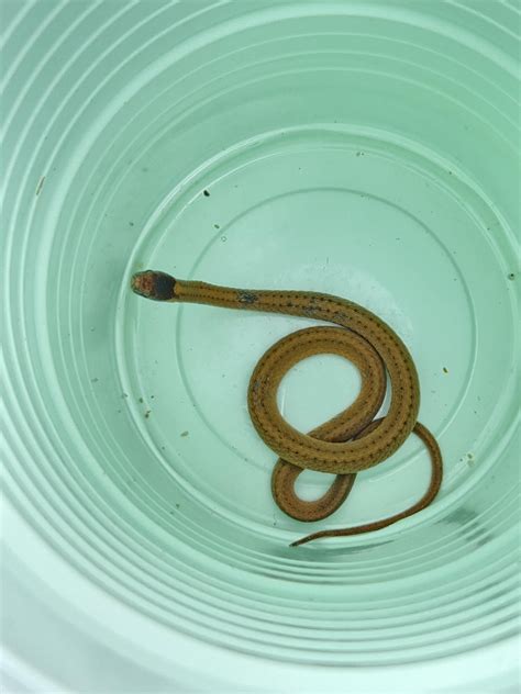Is this brown snake? Found on my kitchen floor in south Mississippi ...