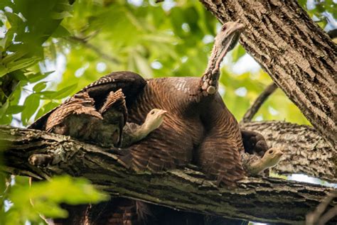 Importance of Tree Roosting by Broods - Wild Turkey Lab