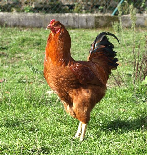 Red star chickens sexlink chickens backyard egg laying chickens best ...