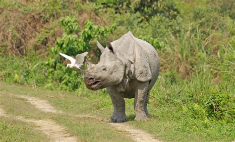 10 Must-Dos in Assam | MakeMyTrip Blog