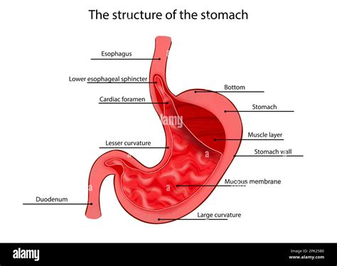 Cardiac Sphincter Location