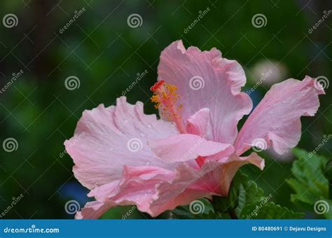Flowering Pink Hibiscus Plant in Bloom Stock Image - Image of hibiscus ...