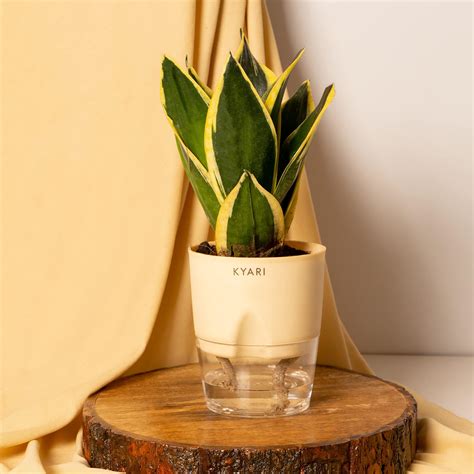 KYARI Sansevieria Golden Hahnii Snake Live Indoor Plant with Cream Self ...