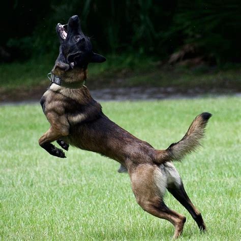 Belgium Malinois, Belgian Malinois Dog, Belgian Shepherd, German ...