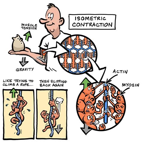 Image result for Muscle Contraction Animation