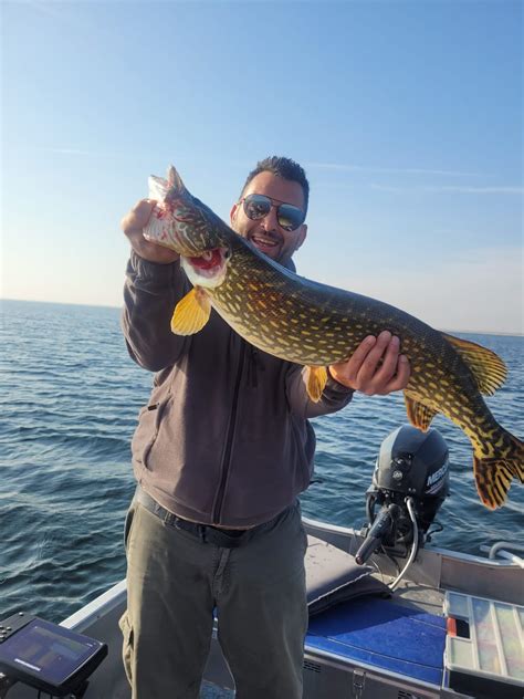 My biggest Pyke yet. 83cm(32 inches) and 7-8kg(15-18) approximately ...