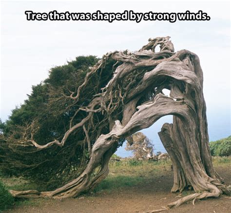 Image result for Dramatic Tree Images