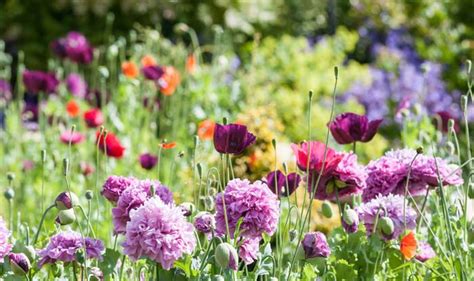 Send Flowers to India | Online Flower Delivery - GiftaLove