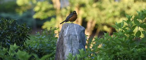 2025-2026 Academic Calendar | Belmont University