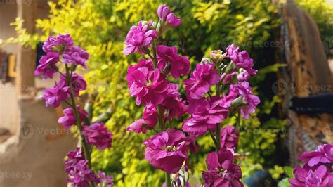 Matthiola incana, Brompton Common or Hoary Stock Purple flowers 48881805 Stock Photo at Vecteezy