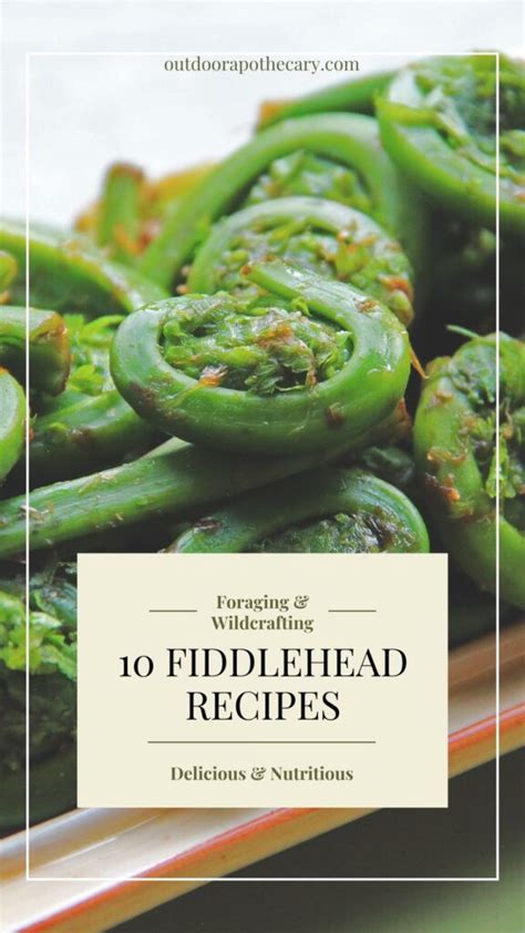 10 Delicious Fiddlehead Recipes - The Outdoor Apothecary