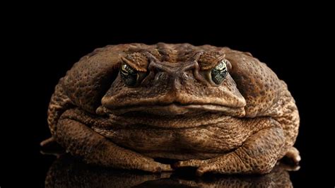 Hamilton Toad Venom 的图像结果