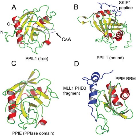 Biomolecules | Special Issue : RNA-Binding Proteins—Structure, Function ...