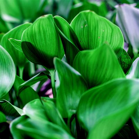 Download wallpaper 2780x2780 leaves, shadows, light, green, macro ipad ...