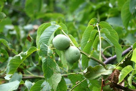 How Walnut Harvesting Claims Many Lives in Kashmir Each Year