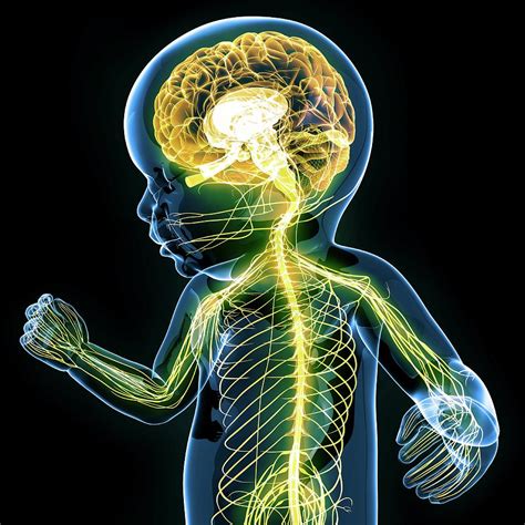 Image result for Nervous System Function Overview