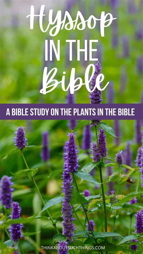 Hyssop In The Bible: Symbolism, Meaning And More | Think About Such Things