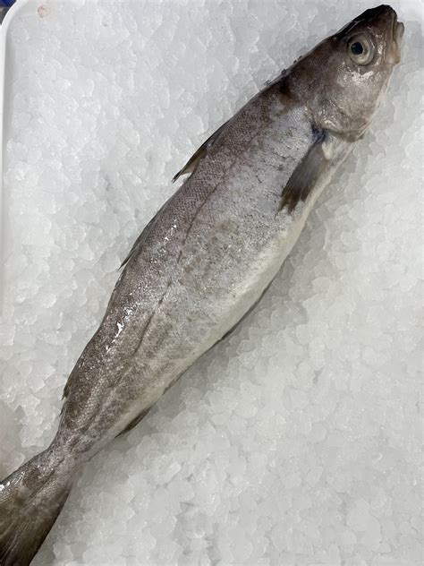 Whiting Fish