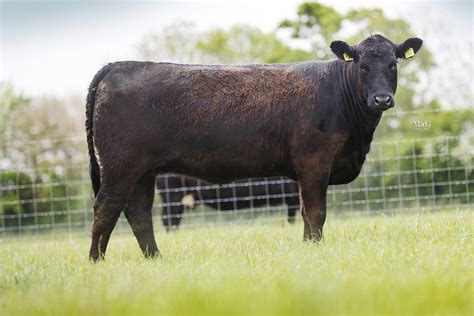 Heifers for Sale – Oak Moor Aberdeen-Angus - Aberdeen-Angus Cattle Society