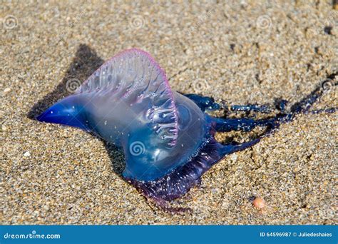 Blue Bottle Venomous Jellyfish on Sand Stock Image - Image of sand ...