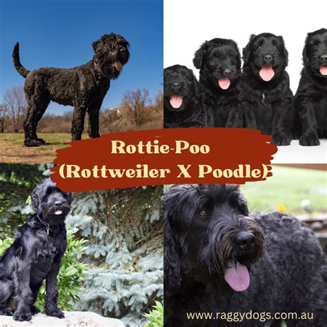 Roodle: Complete Guide to the Poodle Rottweiler Mix Breed - Raggy Dogs Blog