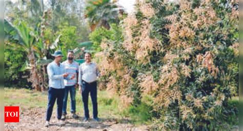 Uttar Pradesh: Mango growers tense as bees, butterflies fail to ...