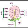 hibiscus diagram stamen diagrampostil diagram - Brainly.in