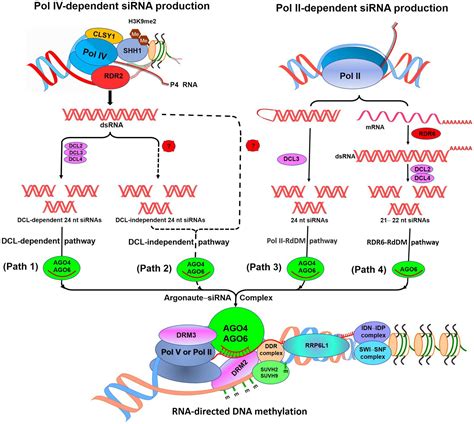 Do Plants Have Dna And Rna at Rebecca Leon blog