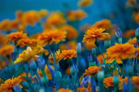 Yellow Orange Flowers Background | Best Flower Site
