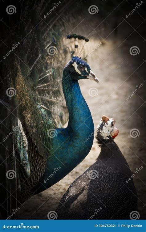 PeacocksÂ are Adult Male Peafowl Large Ground Nesting Birds with Colourful Feathers Used in ...