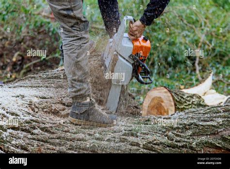 Image result for Chainsaw Tree Fall