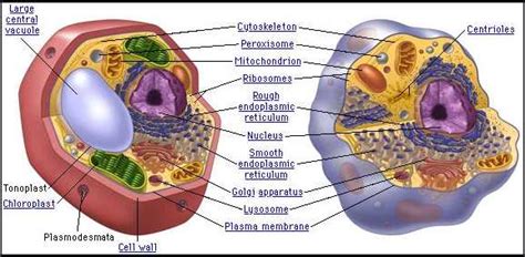 Image result for Class 9th Biology Chapter Cell Explain