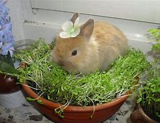 Image result for Adorable Bunny Names