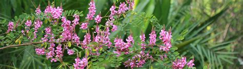 E-Flora Kerala | Flowering plants of Kerala